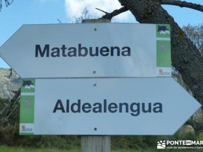 El pinar del Puerto de Navafría;viajes culturales;excursiones y senderismo;fiesta de la almudena